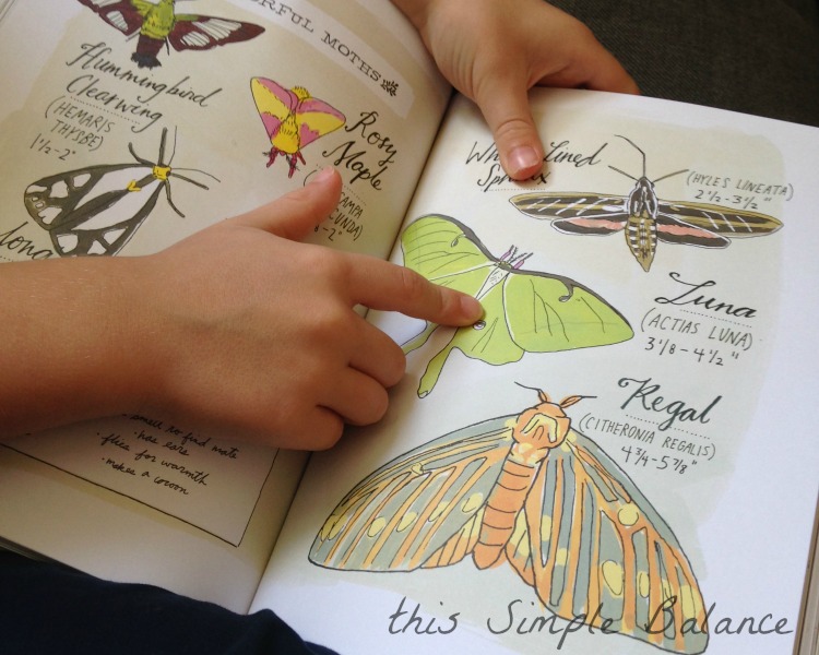 child pointing to butterfly in beautiful science book