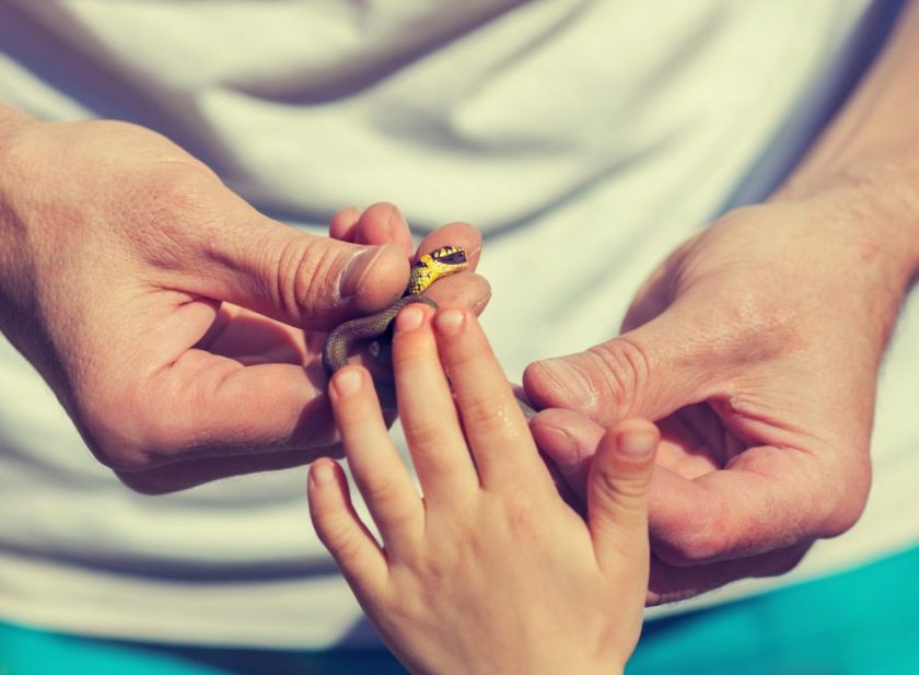 parent holding yellow snake and child touching it