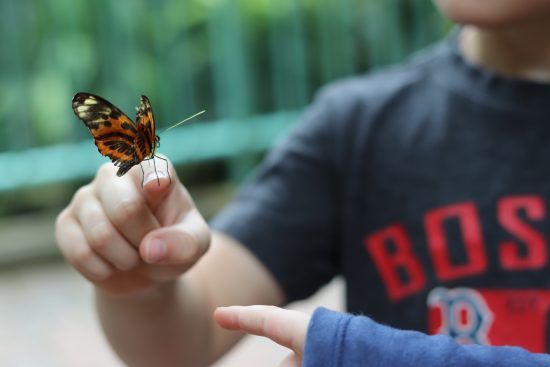 1st grade homeschooled boy holding orange and black butterfly on index finger