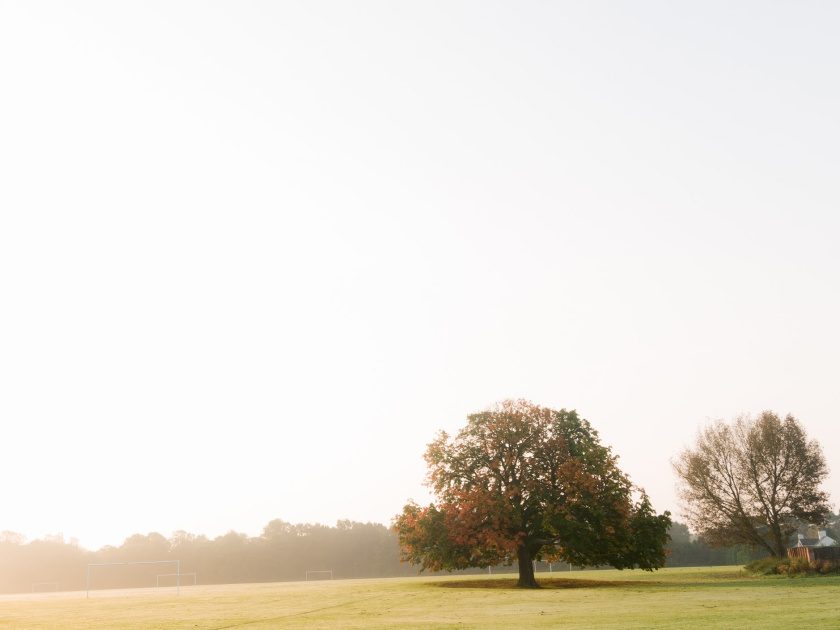 Lone tree on low horizon in a morning sunglight against white sky.