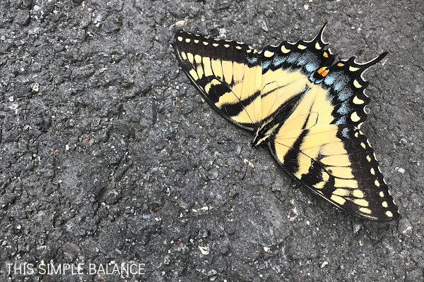 yellow and black butterfly on pavement