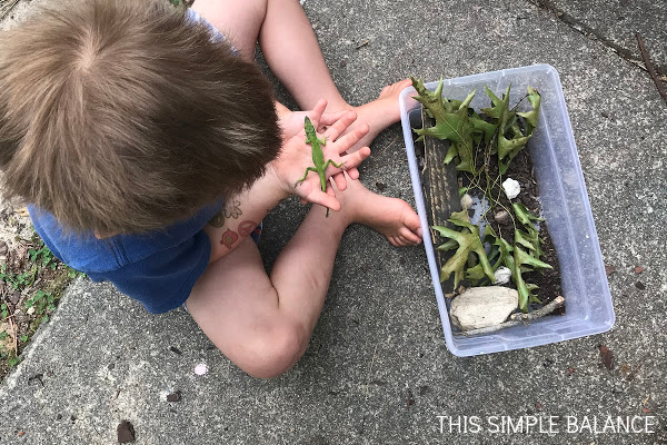 little boy holding green lizard next to box with lizard habitat contents