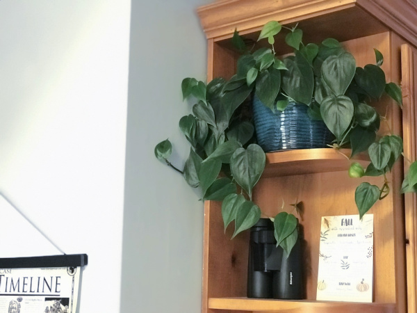 philodendron plant on shelf, binoculars and Fall post card