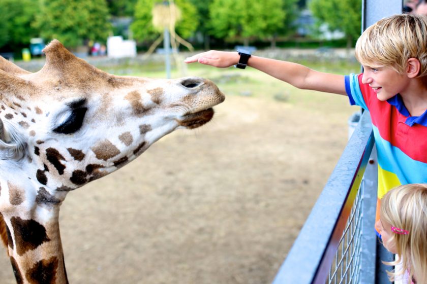 unschooling children at the zoo petting a giraffe