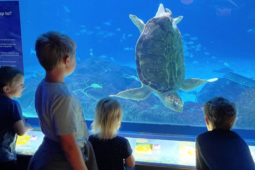 unschooled children looking at sea turtle at aquarium