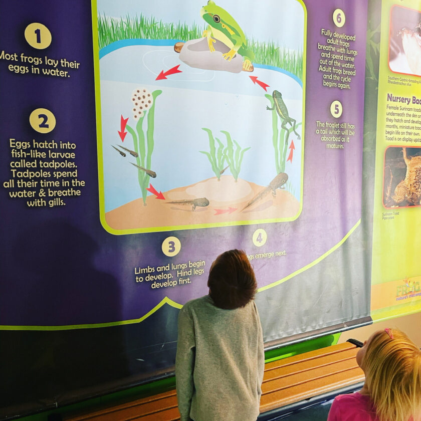 Unschooled kids at Science Museum looking at picture of frog development