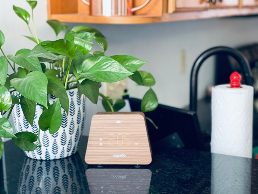clock and plant sitting on kitchen countertop