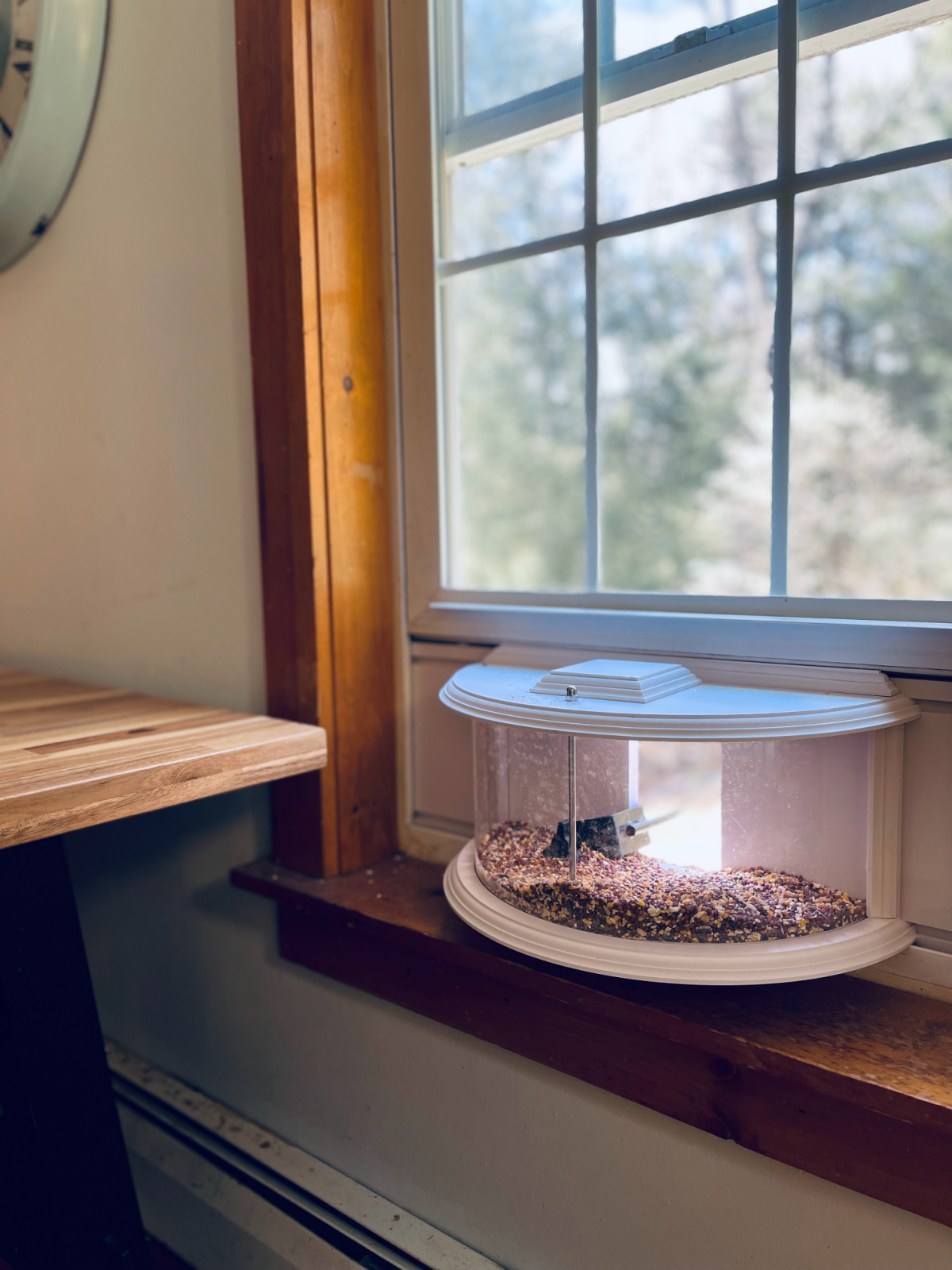 window bird feeder in focus.