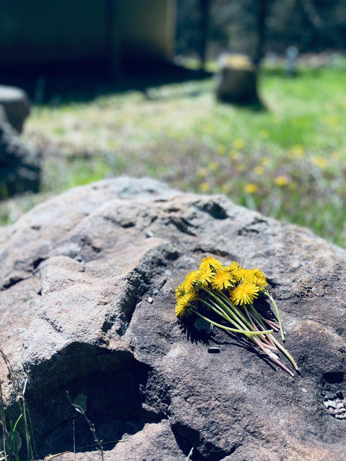 picked dandelions laying on a large boulder.