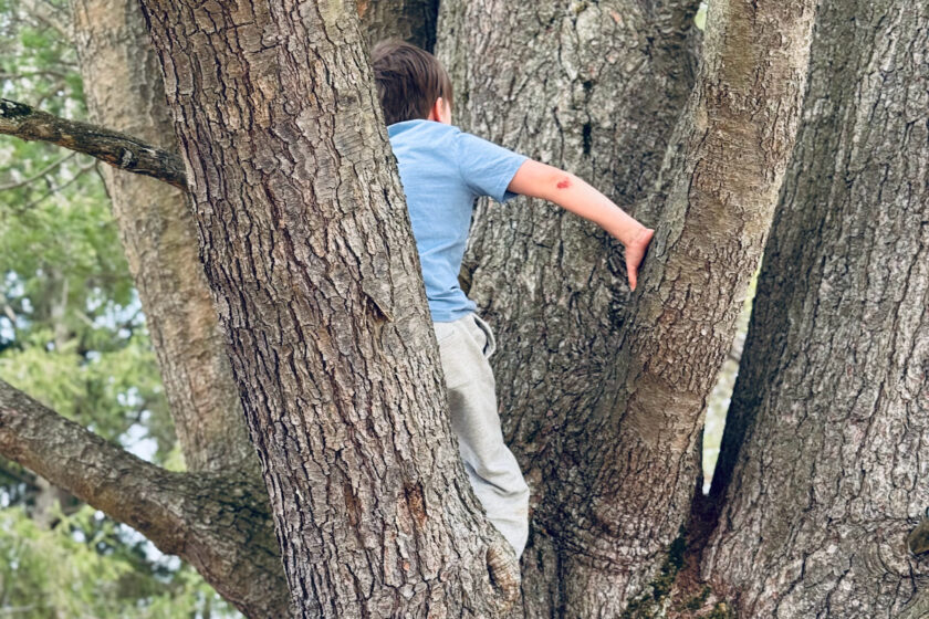 unschooled kid climbing a tree.