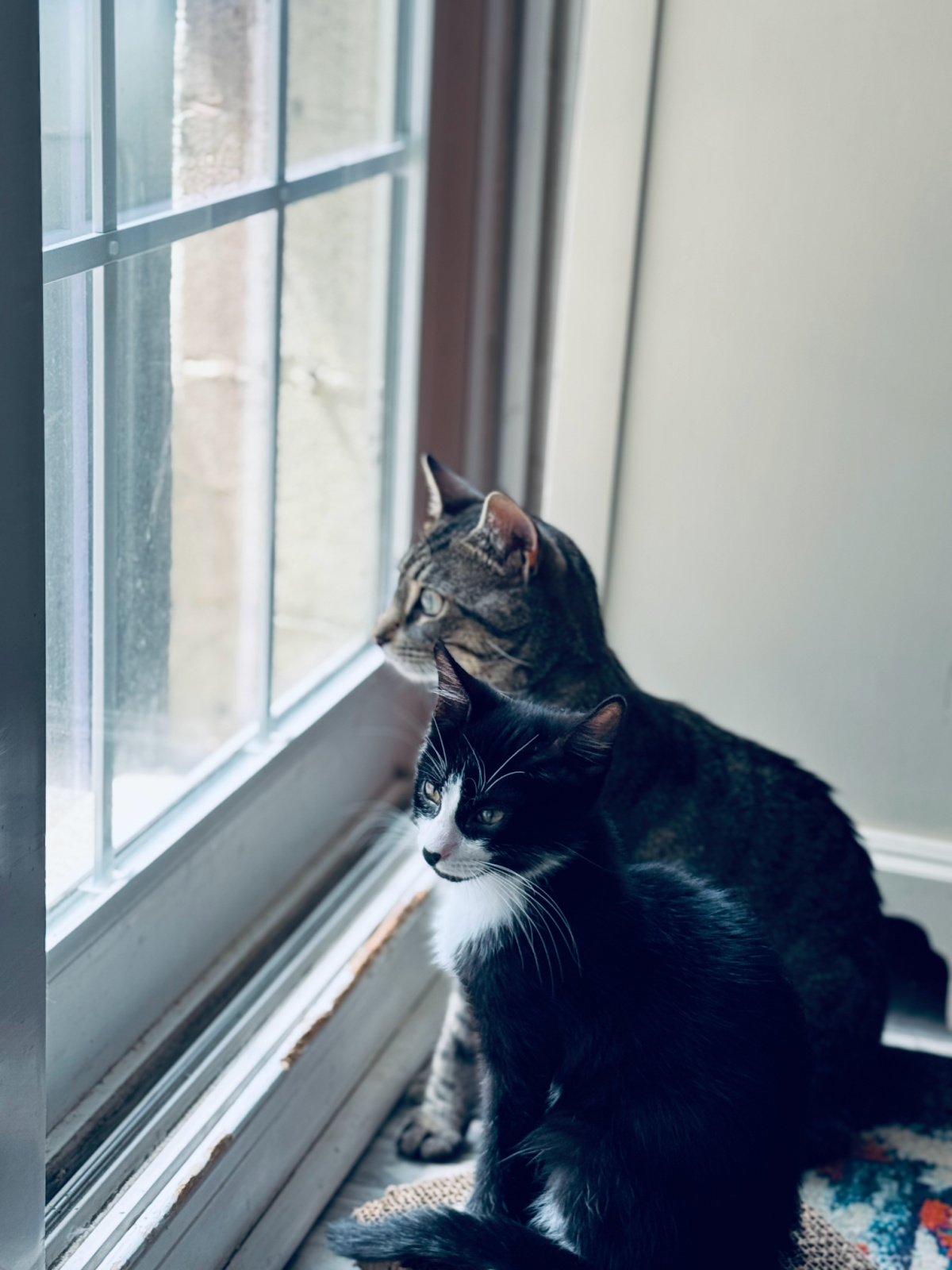 tabby cat and black and white kitten sitting side by side, looking out the window.