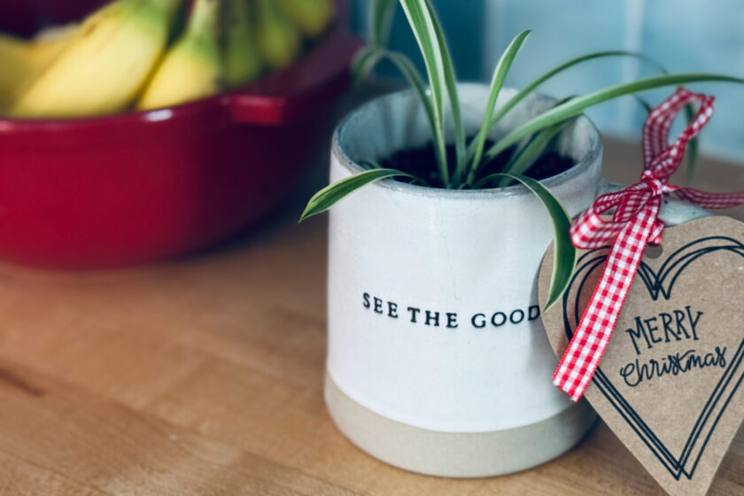 coffee mug that says "See the good" with spider plant inside and tag that says, "Merry Christmas"
