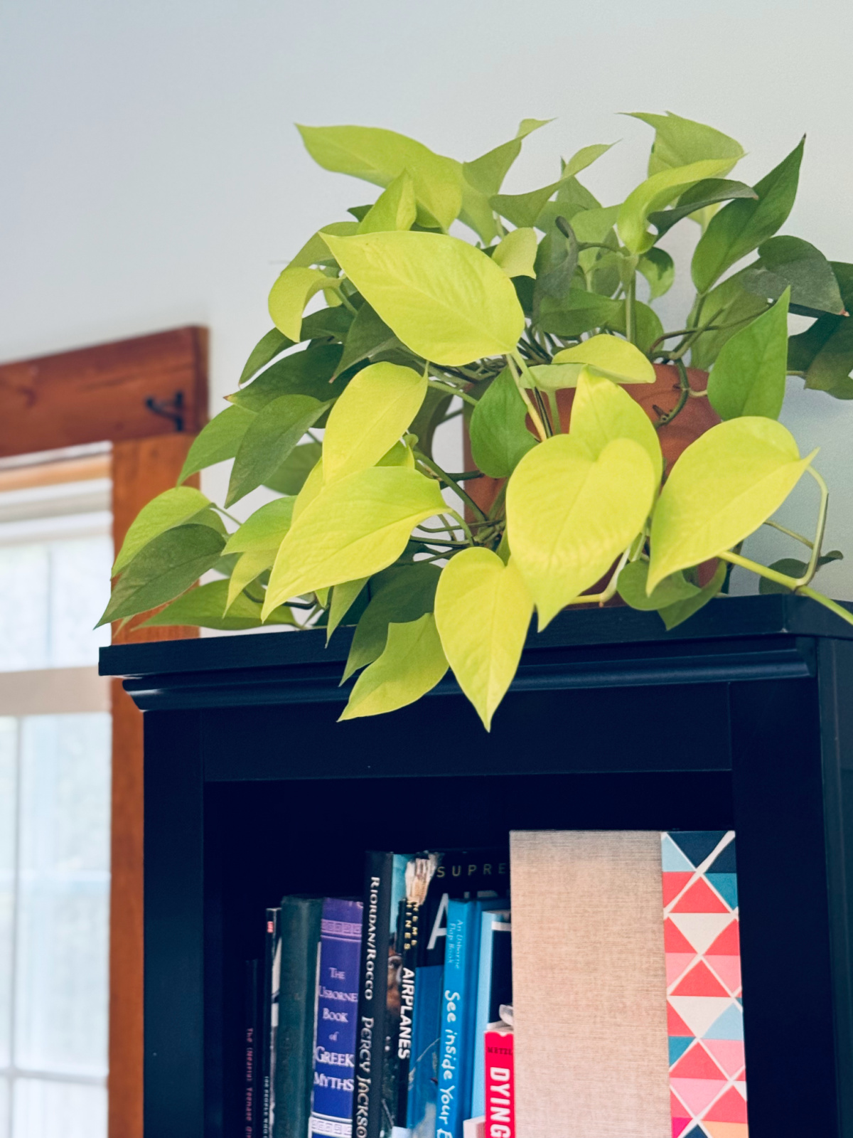 large light green pothos plant on top of black bookcase.