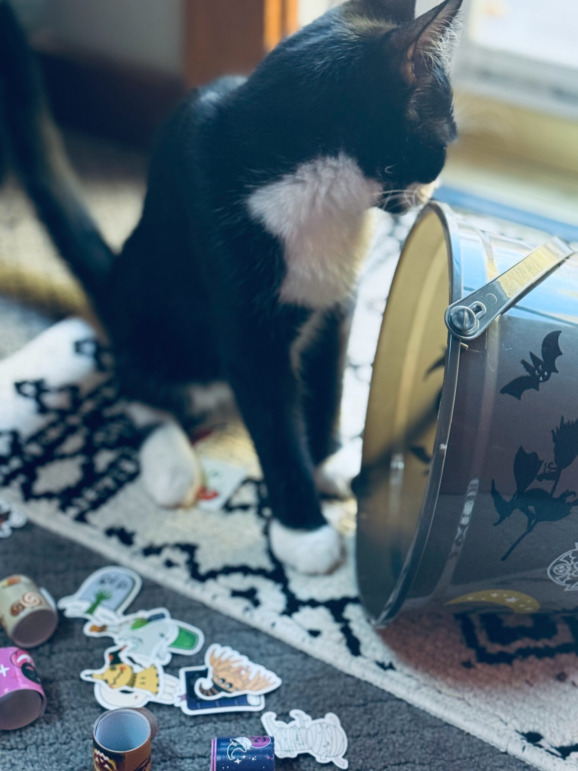 black cat by Halloween bucket and non candy Halloween goodies on carpet.