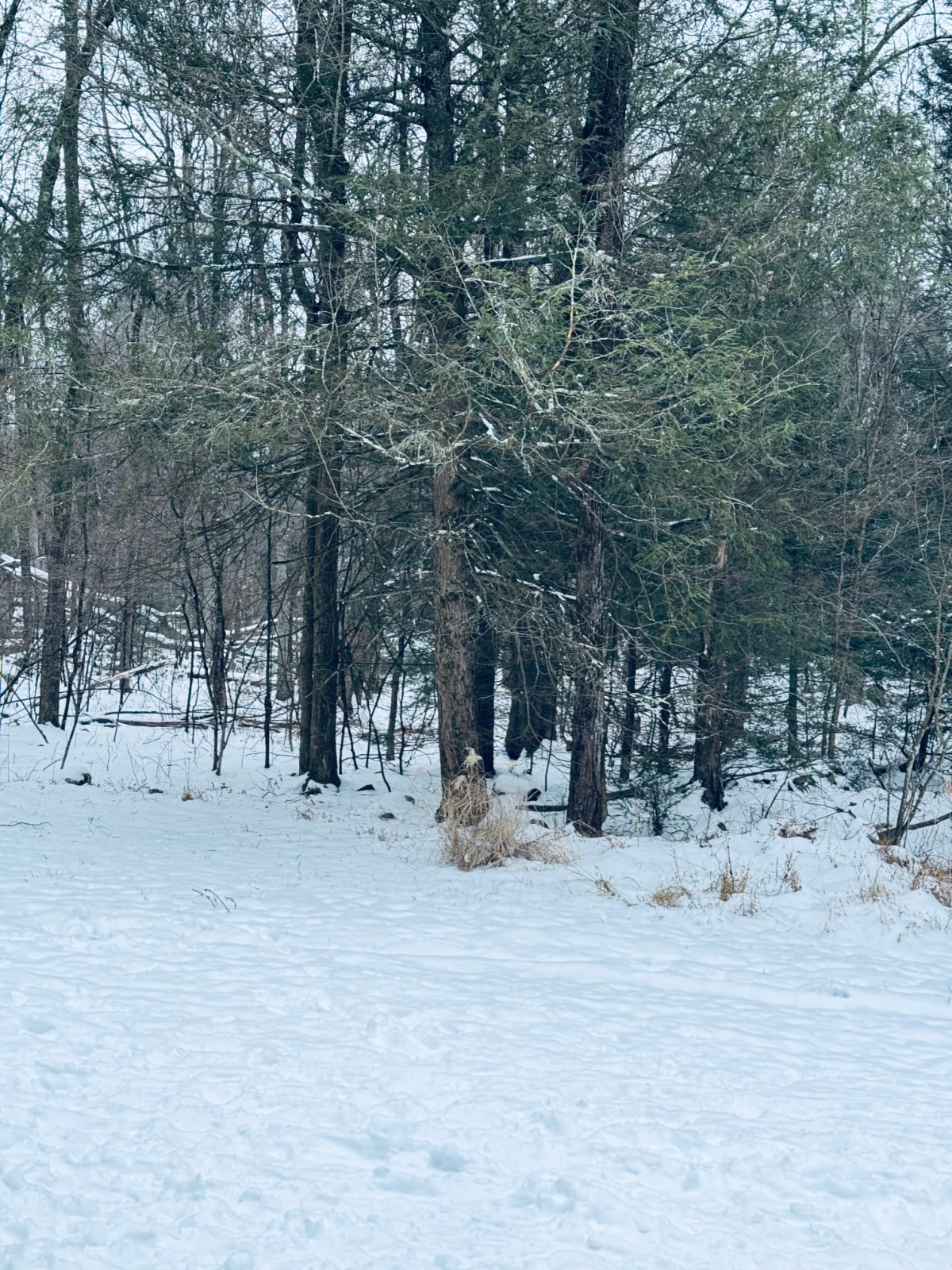 snowy January winter landscape.
