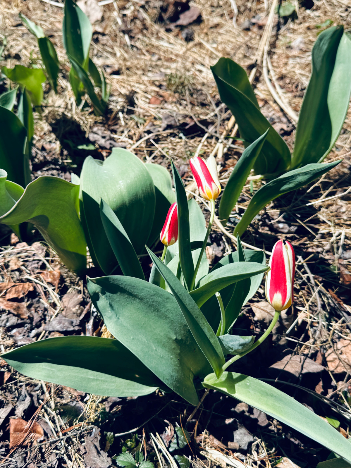 red and yellow spring tulips.