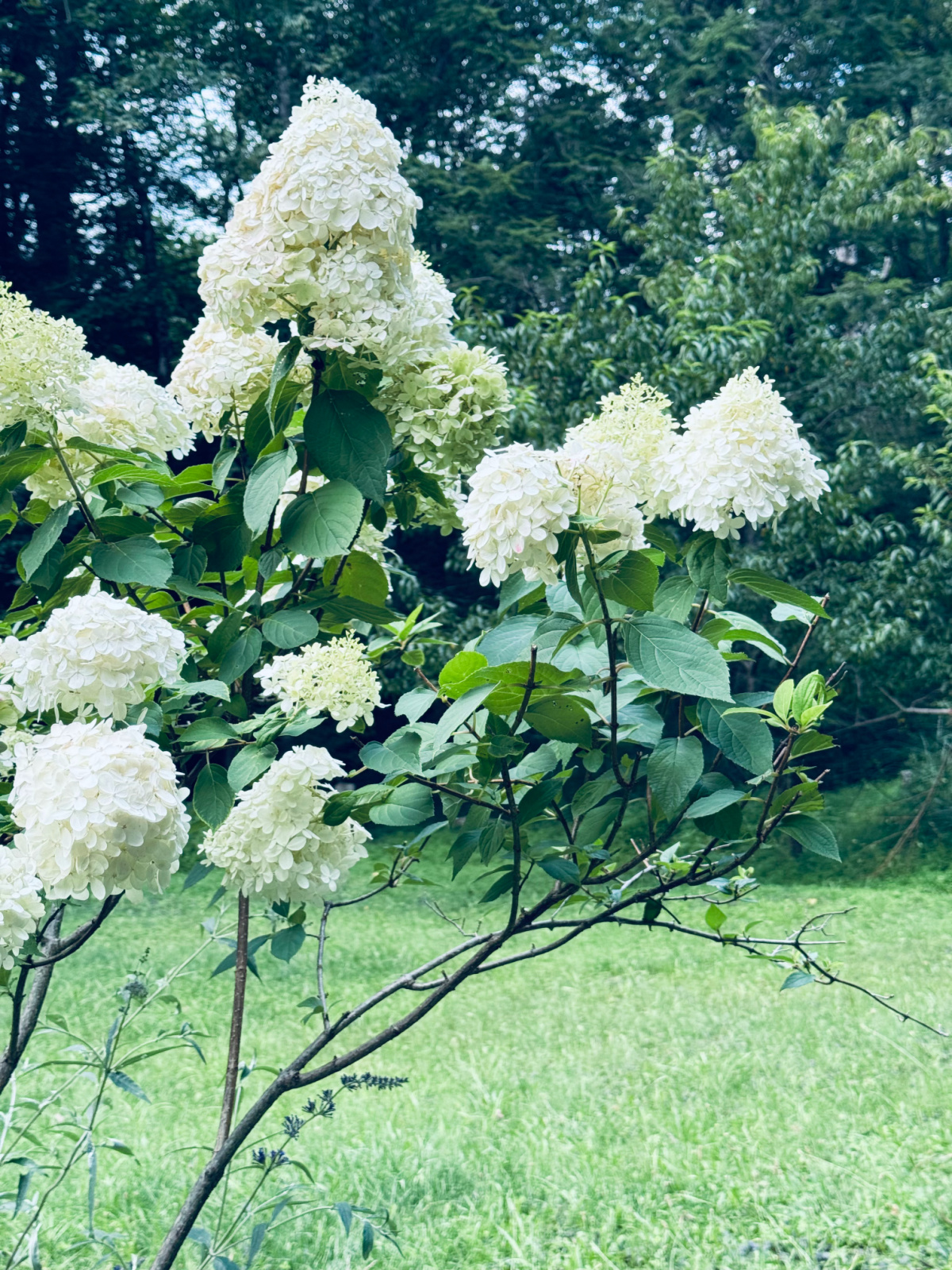 white hydrangeas on large tree-like bush in August.